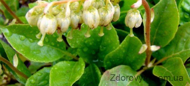 Борова матка