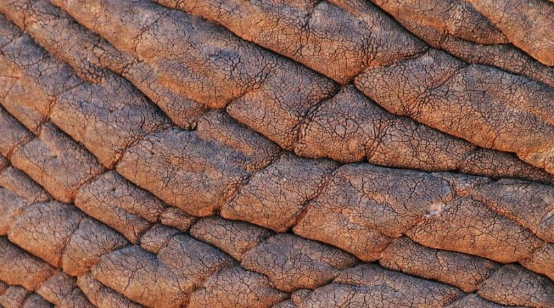 Себорейний дерматит