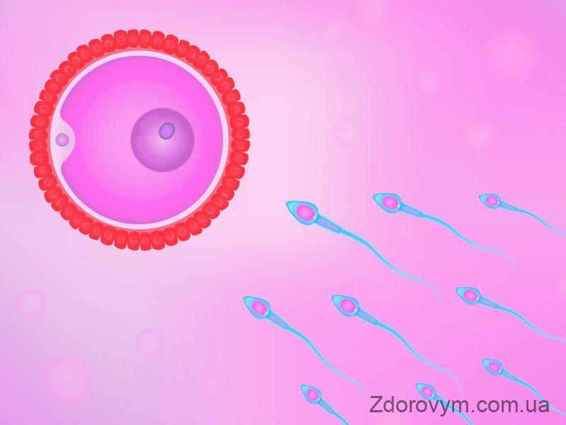 Гіперактивні сперматозоїди