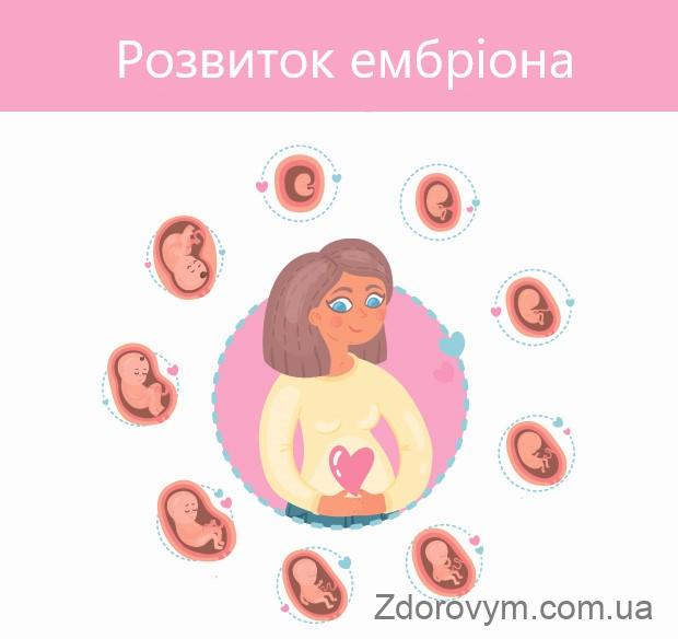 Розвиток ембріона