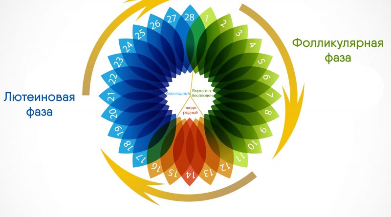 Фолікулярна фаза менструального циклу