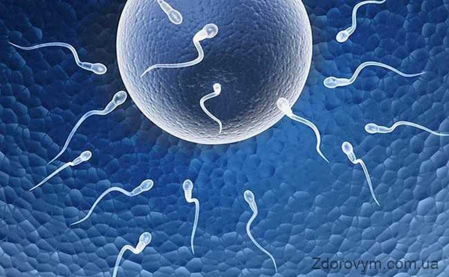 Вплив різних факторів на чоловічу фертильність